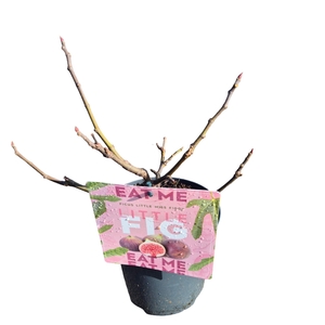 Ficus 'Little Miss Figgy'
