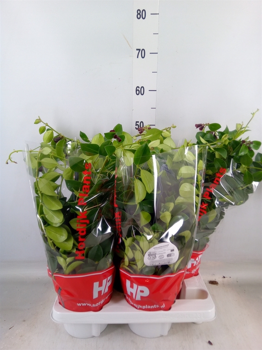 <h4>Aeschynanthus  'Mona Lisa'</h4>