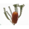 Banksia Collina