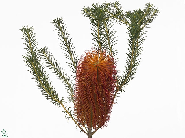 Banksia Collina