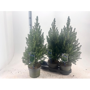PICEA GL DECEMBER