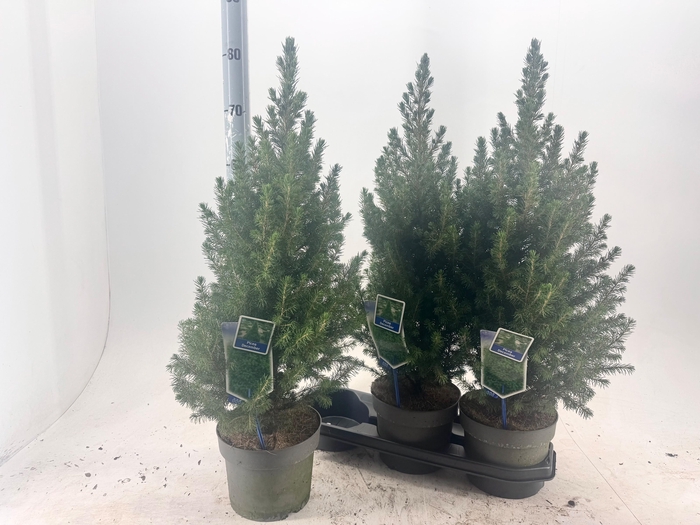 <h4>PICEA GL DECEMBER</h4>