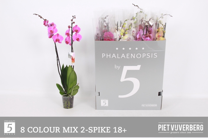 <h4>PHAL GEM 8 KL</h4>