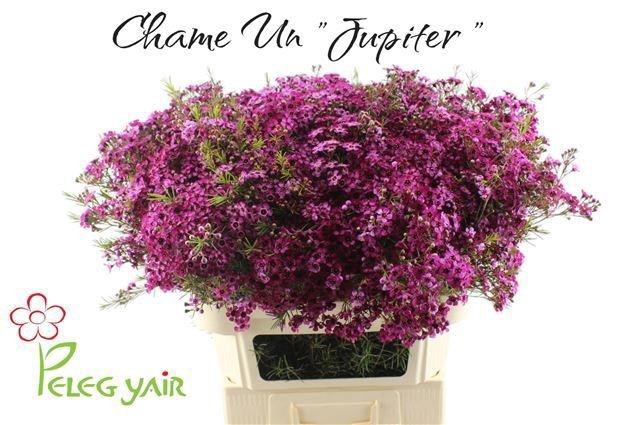 <h4>CHAME UN JUPITER</h4>