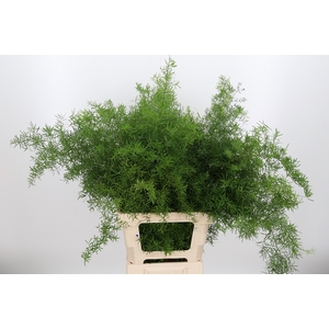 Asparagus Spregeri