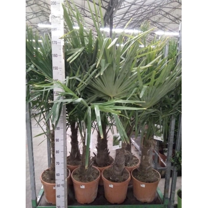 Trachycarpus fortunei