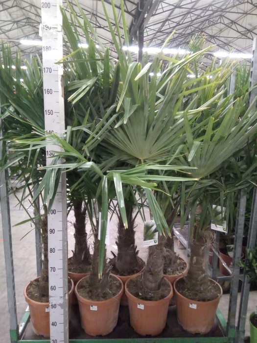 <h4>Trachycarpus fortunei</h4>