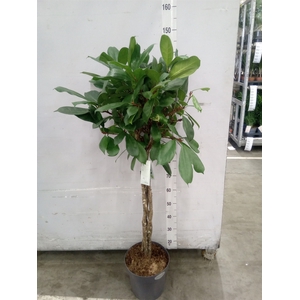 Ficus cyathistipula