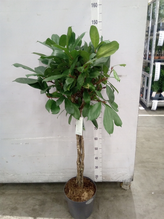 <h4>Ficus cyathistipula</h4>