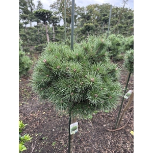 Pinus sylvestris