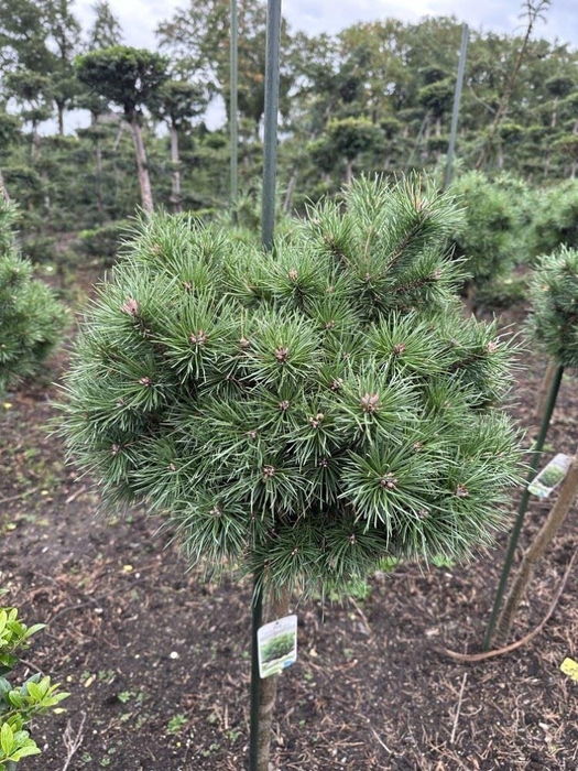 <h4>Pinus sylvestris</h4>