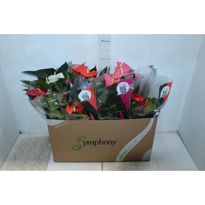 ANTHURIUM VARIADO P15