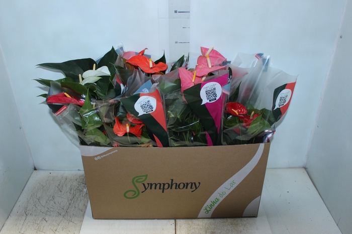 <h4>ANTHURIUM VARIADO P15</h4>