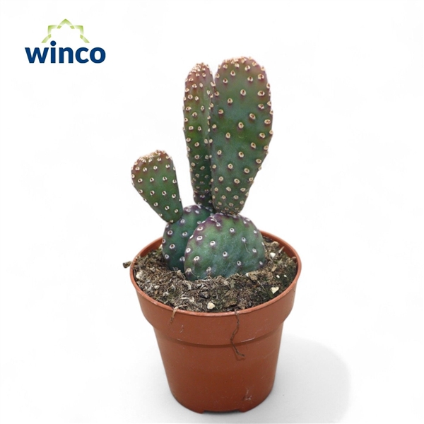 <h4>Opuntia Basilaris Variagata Caudata</h4>