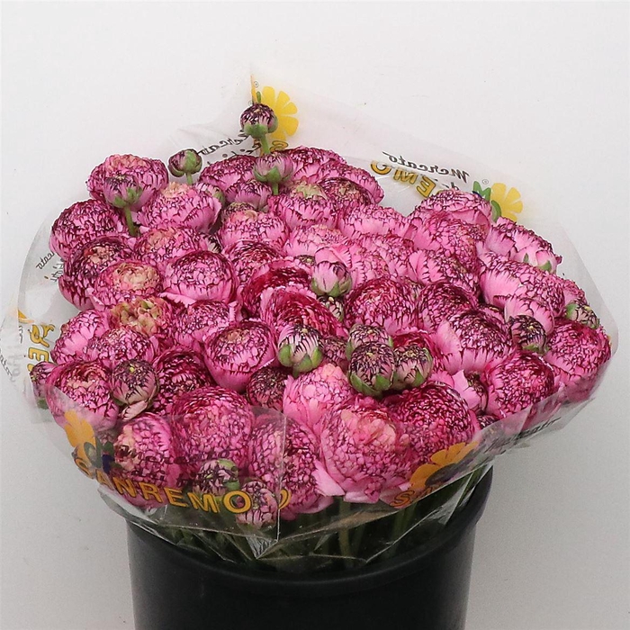 <h4>Ran Su Sr Picote Purple Super</h4>