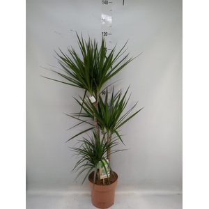 Dracaena marg.