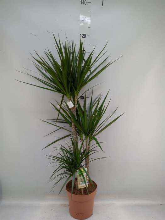 <h4>Dracaena marg.</h4>