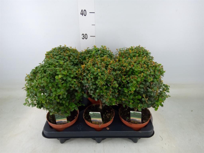 <h4>Myrsine africana</h4>