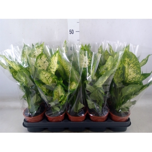 Dieffenbachia  'Compacta'