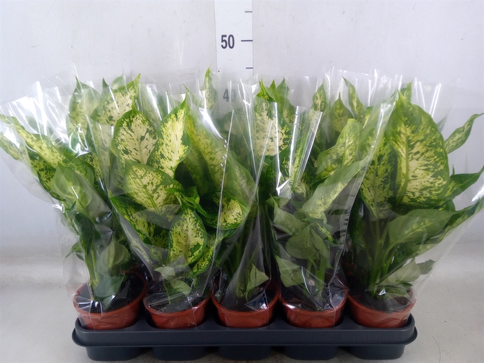 <h4>Dieffenbachia  'Compacta'</h4>