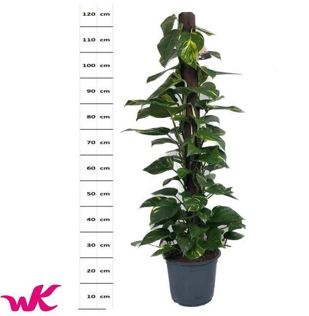 <h4>Epipremnum pinn. 'Aureum'</h4>