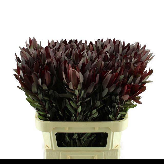 <h4>LEUCAD SAF SUNSET</h4>