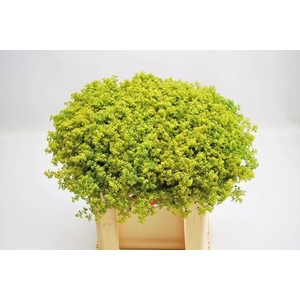 ALCHEMILLA MOLLIS 'ROBUSTICA'