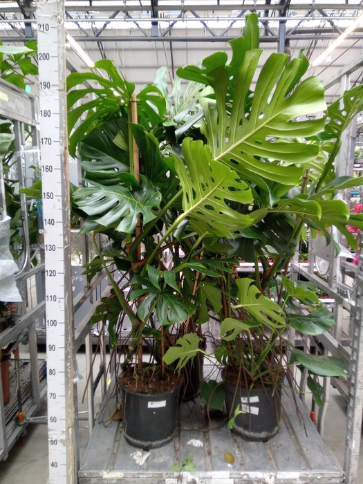 <h4>Monstera delic.</h4>