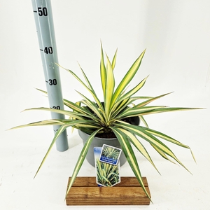 Yucca filamentosa 'Color Guard'