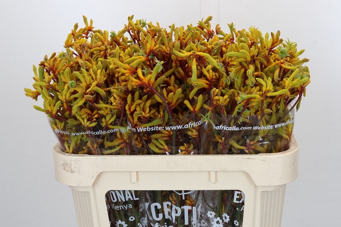 <h4>Kangaroo Paw Gold Fever</h4>