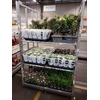 arr8 Nerium Oleander