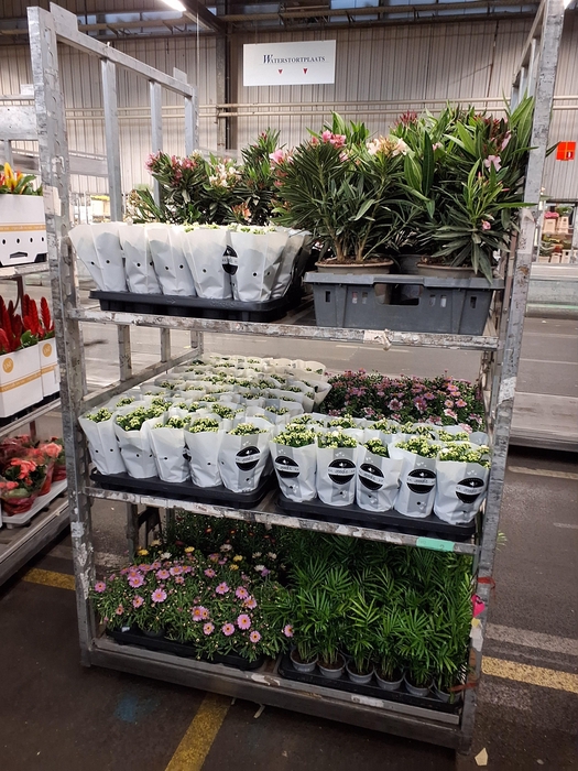arr8 Nerium Oleander