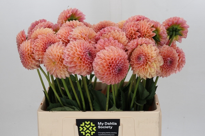<h4>Dahlia Linda's Baby</h4>
