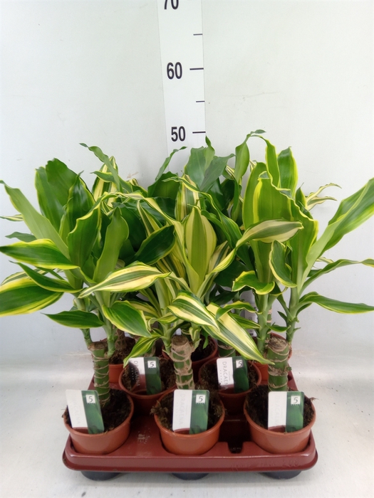 <h4>Dracaena frag.   ...mix 3</h4>