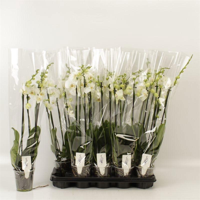 <h4>PHAL OV WIT</h4>