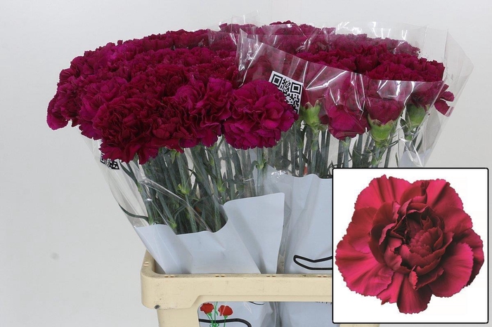 <h4>DI ST GHEMME</h4>