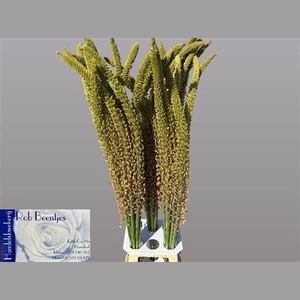 Eremurus Oase Salmon