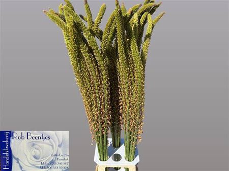 <h4>Eremurus Oase Salmon</h4>