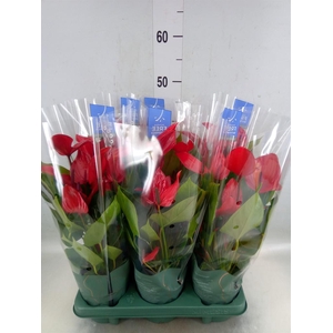 Anthurium  'Banderola Lava'