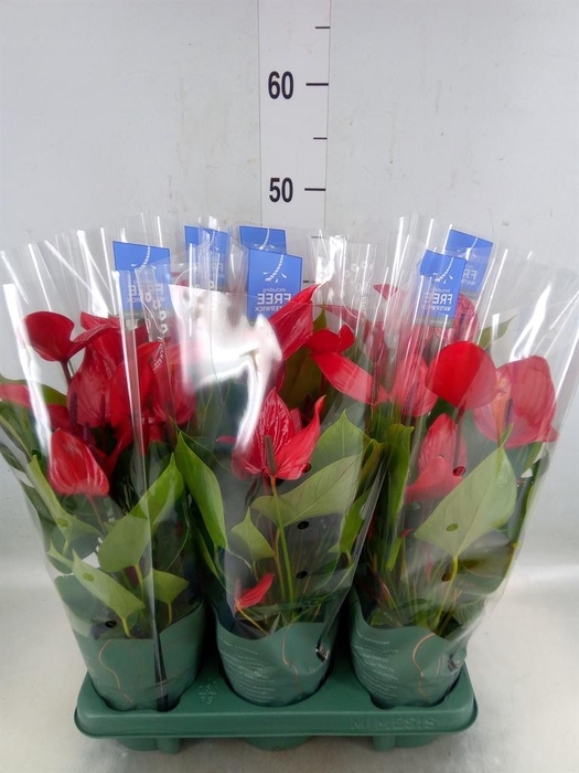 <h4>Anthurium  'Banderola Lava'</h4>