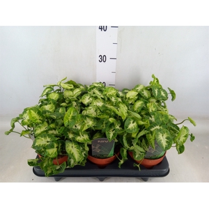 Syngonium  'Pixie'