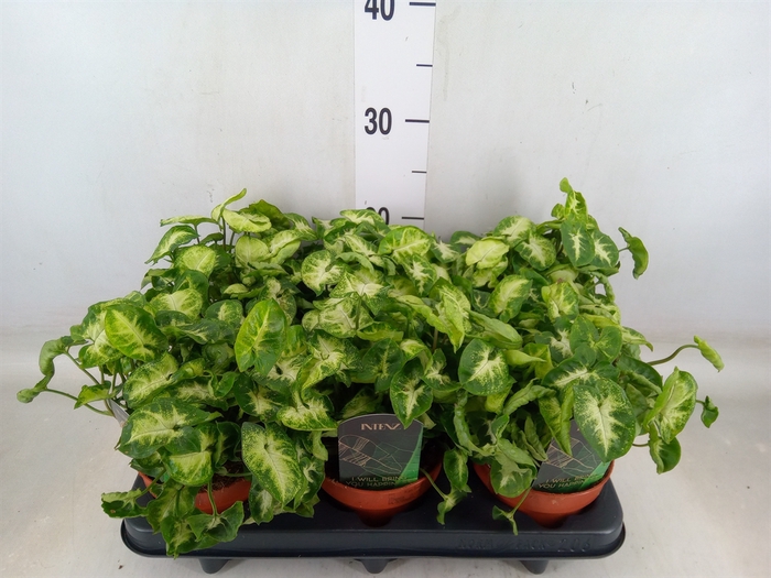 <h4>Syngonium  'Pixie'</h4>
