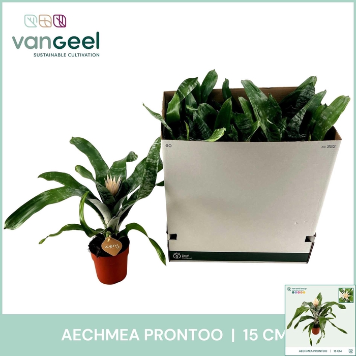 AECH FAS PRONTOO