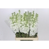 Matthiola Iron White