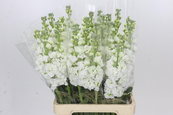 Matthiola Iron White