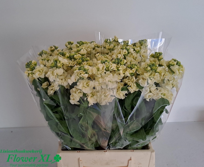 <h4>MATTH STOX YELLOW</h4>