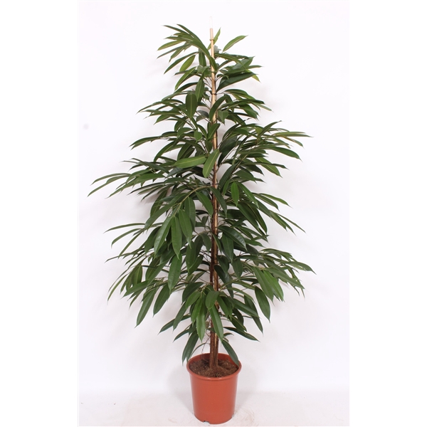 <h4>Ficus Amstel King</h4>