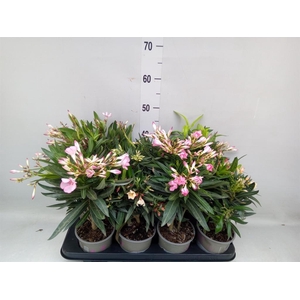 Nerium oleander   ...