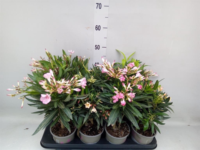 <h4>Nerium oleander   ...</h4>