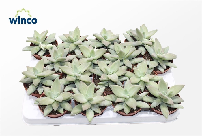 <h4>Graptopetalum Paraguayense</h4>